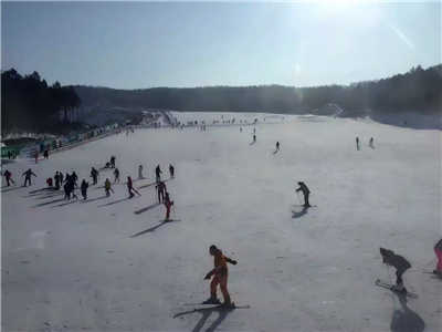 香港摇钱树资料网